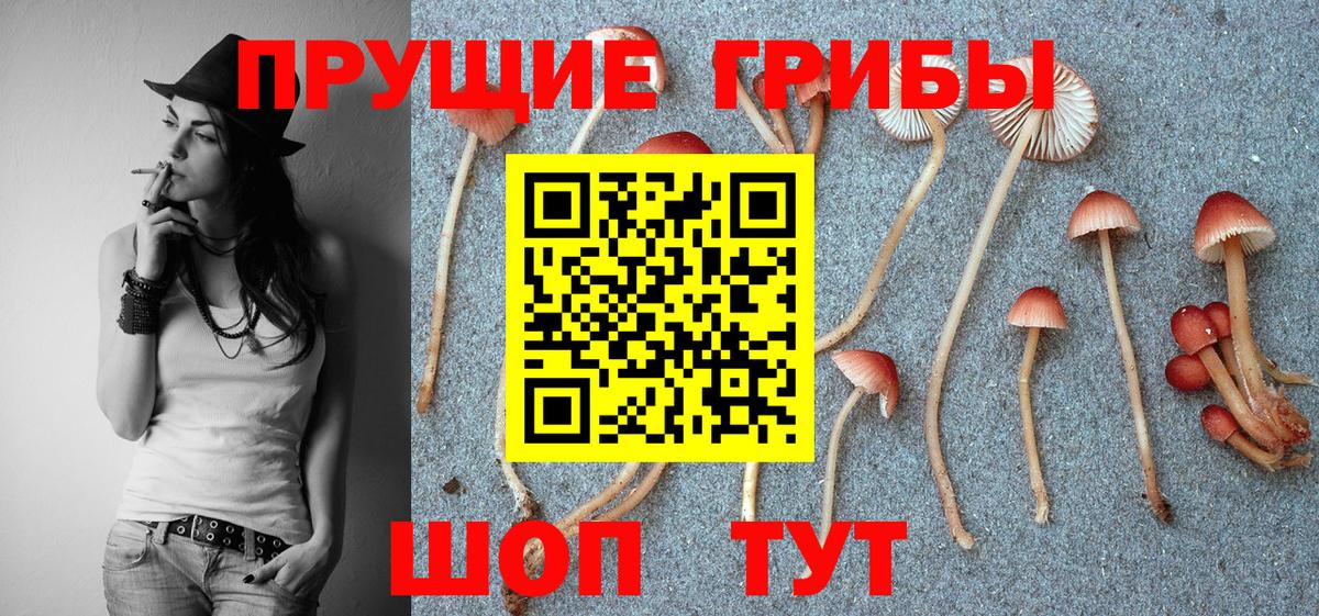 Галлюциногенные грибы Psilocybe  Галлюциногенные грибы прущие грибы  Иркутск  Вход с VPN 
